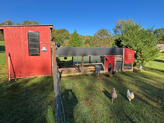 How Many Chickens Do You Actually Need? The No-BS Guide to Starting a Flock